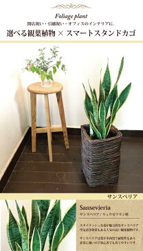 (観葉)『 選べる観葉植物 + スタンドカゴ 』【送料無料】モンステラ/人気の育てる贈り物/インテリアグリーン/ボタニカルライフ/販売/誕生日/開店/祝い/新築祝い/インテリア/観葉植物/即日発送/退職/FKTK/ バレンタイン ホワイトデー