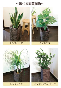(観葉)『 選べる観葉植物 + スタンドカゴ 』【送料無料】モンステラ/人気の育てる贈り物/インテリアグリーン/ボタニカルライフ/販売/誕生日/開店/祝い/新築祝い/インテリア/観葉植物/即日発送/退職/FKTK/ バレンタイン ホワイトデー