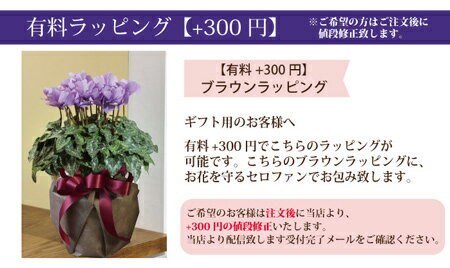 【送料無料】セレナーディア青いシクラメン