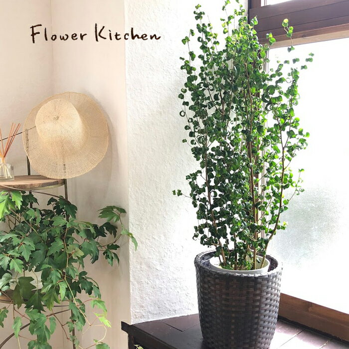 Flower Kitchen ベンジャミン・バロック