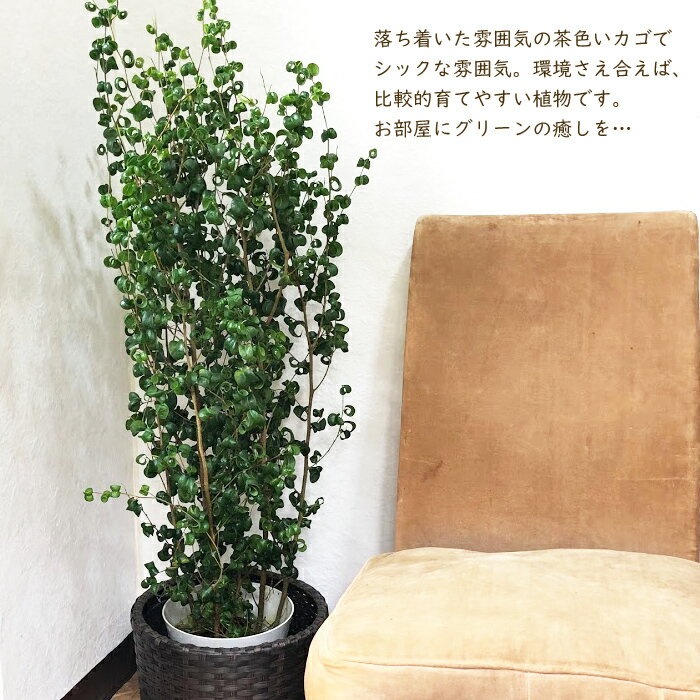 楽天市場 あす楽 ベンジャミン バロック 7号 Ikea ウォックリダ 受け皿付き フィカス 観葉植物 育てやすい 鉢植え御祝 開店祝 開業祝 新築祝 引越祝 結婚祝 新生活 インテリア ナチュラル Ikea 送料無料 ギフト Fktk Flowerkitchenjiyugaoka