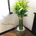 楽天FlowerKitchenJIYUGAOKA（観葉） サンデリアーナ 8号鉢 北欧スタイルカゴ 【全国送料無料】育てやすい 鉢植え御祝 開店祝 開業祝 新築祝 引越祝 結婚祝 新生活 インテリア セラアート鉢 大型 インテリア 開店祝い おしゃれ ホワイト ギフト FKTK