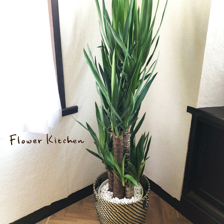 楽天FlowerKitchenJIYUGAOKA（観葉） ユッカ 8号鉢 北欧スタイルカゴ 【全国送料無料】育てやすい 鉢植え 御祝 開店祝 開業祝 新築祝 引越祝 結婚祝 新生活 インテリア セラアート鉢 大型 インテリア 開店祝い おしゃれ ホワイト ギフト FKTK