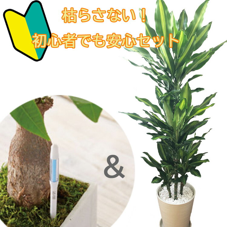 ドラセナ 【10％OFF】初心者でも安心！観葉植物 ドラセナ ジェレ 8号鉢　サスティーLサイズのセット 【送料無料】育てやすい 鉢植え 御祝 開店祝 新築祝 引越祝 結婚祝 新生活 インテリア 大型 インテリア　おしゃれ ギフト FKTK