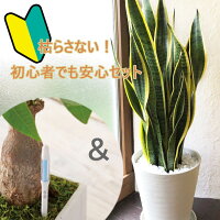 初心者でも安心！観葉植物 サンセベリア 8号鉢　サスティーLサイズのセット 育てやすい 鉢植え御祝 開店祝 新築祝 引っ越し祝い 結婚祝 新生活 インテリア 大型 インテリア　おしゃれ ギフト FKTK