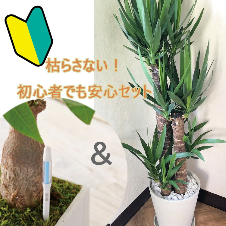 ユッカ 初心者でも安心！観葉植物 ユッカ 8号鉢 サスティーLサイズのセット 【送料無料】 青年の木 育てやすい 鉢植え 御祝 開店祝 新築祝 引越祝 結婚祝 新生活 インテリア 大型 インテリア　おしゃれ ギフト FKTK