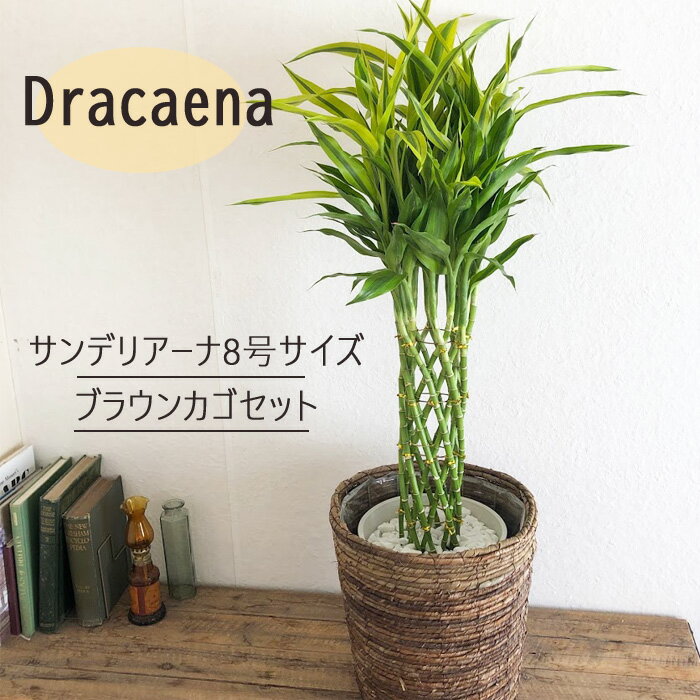 幸運の木 サンデリアーナの育て方 植え替え 剪定方法や増やし方をご紹介 暮らし の