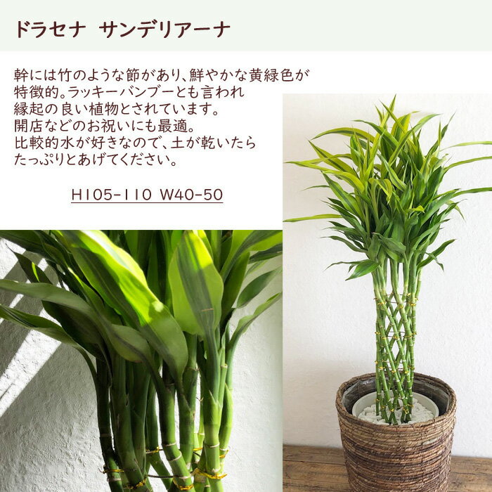 楽天市場 ドラセナサンデリアーナ8号鉢 茶カゴ 大型サイズ ラッキーバンブー ミリオンバンブー ドラセナ サンデリアーナ 大型 育てやすい 誕生日 開店 引っ越し祝いい 新築祝い インテリアギフト 観葉植物 Fktk Flowerkitchenjiyugaoka