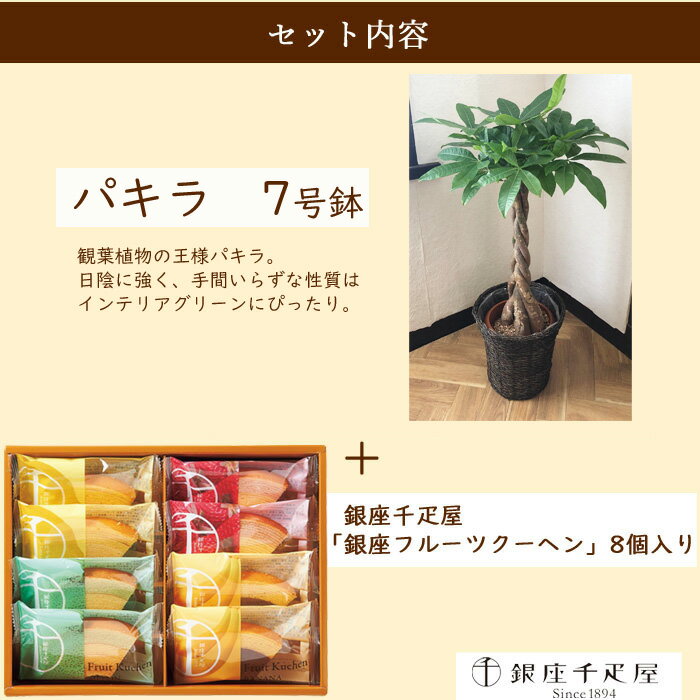 楽天市場 銀座千疋屋 観葉植物とスイーツのセット あす楽 パキラ7号鉢 銀座千疋屋フルーツクーヘン 全国送料無料 観葉植物 パキラ 千疋屋 バームクーヘン 育てやすい 鉢植え御祝 開店祝 新築祝 引っ越し祝い 結婚祝 新生活 インテリア 大型 ギフト Fktk