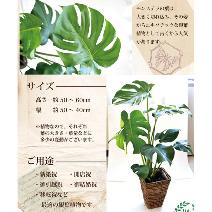 格安低価 観葉 パキラ7号 モンステラ6号茶カゴセット 観葉植物 開店祝 お祝い ギフト インテリア おしゃれ Fktk Flowerkitchenjiyugaoka パキラ モンステラ 初心者 大型 セット 安い限定品 Www Stayinfront Com