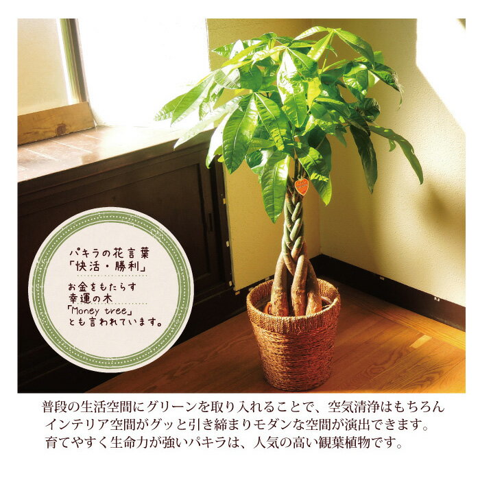 格安低価 観葉 パキラ7号 モンステラ6号茶カゴセット 観葉植物 開店祝 お祝い ギフト インテリア おしゃれ Fktk Flowerkitchenjiyugaoka パキラ モンステラ 初心者 大型 セット 安い限定品 Www Stayinfront Com