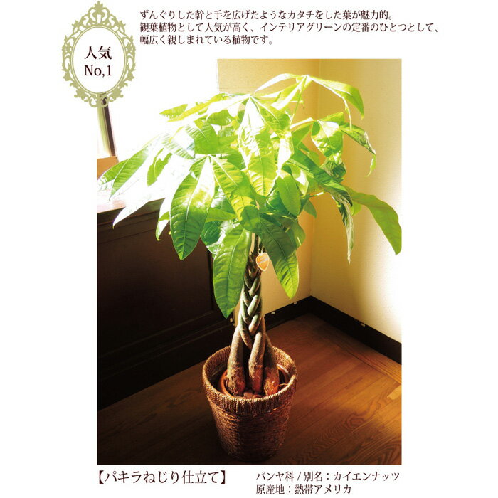 楽天市場 観葉植物とスイーツのセット あす楽 パキラ7号鉢 銀座千疋屋フルーツクーヘン 全国送料無料 観葉植物 パキラ 千疋屋 バームクーヘン 育てやすい 鉢植え御祝 開店祝 新築祝 引っ越し祝い 結婚祝 新生活 インテリア 大型 ギフト Fktk