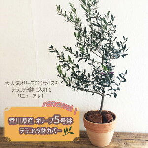 (観葉)【一律送料無料】オリーブ5号テラコッタ鉢バークチップつき観葉植物ギフトプレゼントオリーブの木苗木鉢植え販売誕生日開店祝移転祝新築祝引越祝結婚祝新生活インテリアFKTK