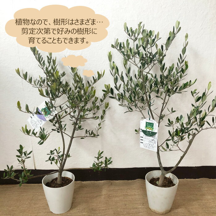 楽天市場 観葉 送料無料 鶴亀園 オリーブ5号 テラコッタ鉢 バークチップつき 観葉植物 ギフト プレゼント オリーブの木 オリーブ 苗木 鉢植え 販売 誕生日 開店祝 移転祝 新築祝 引っ越し祝い 結婚祝 新生活 インテリア Fktk 17g Flowerkitchenjiyugaoka