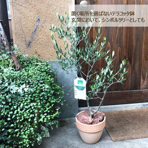 (観葉)【一律送料無料】オリーブ5号テラコッタ鉢バークチップつき観葉植物ギフトプレゼントオリーブの木苗木鉢植え販売誕生日開店祝移転祝新築祝引越祝結婚祝新生活インテリアFKTK