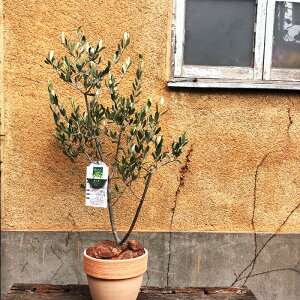 (観葉)【一律送料無料】オリーブ5号テラコッタ鉢バークチップつき観葉植物ギフトプレゼントオリーブの木苗木鉢植え販売誕生日開店祝移転祝新築祝引越祝結婚祝新生活インテリアFKTK