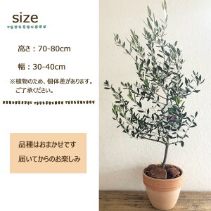 (観葉)【一律送料無料】オリーブ5号テラコッタ鉢バークチップつき観葉植物ギフトプレゼントオリーブの木苗木鉢植え販売誕生日開店祝移転祝新築祝引越祝結婚祝新生活インテリアFKTK