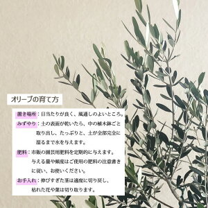 (観葉)【一律送料無料】オリーブ5号テラコッタ鉢バークチップつき観葉植物ギフトプレゼントオリーブの木苗木鉢植え販売誕生日開店祝移転祝新築祝引越祝結婚祝新生活インテリアFKTK