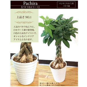 パキラ白セラート