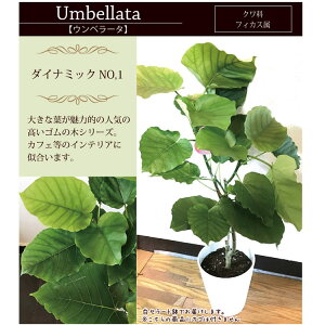 ウンベラータ