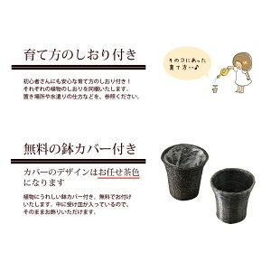 しおり付き