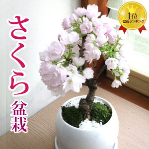 【あす楽対応可】楽天1位 【季節の盆栽】『 京都産 一才桜の鉢物 』【旭山桜】【送料無料】苗木 祝 春 インテリア 開花 桜 盆栽 ミニ盆栽 苔玉 苔 コケ お花見 サクラ 盆栽販売 2021春(3〜4月頃)開花 うち花見北海道・沖縄・離島へはお届け出来ません　FKTK