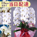 お祝いに胡蝶蘭　3本立ち13時までのご注文で当日配送可能【当日・即日配達可能】開業 祝い 公演 楽屋見舞い【全国ネットワーク又はイーフローラ届け】ビジネス 即日 開店 オープン 還暦祝い きょうはな バレンタイン　ホワイトデー