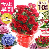 ＼早割！x ポイント2倍！／ 母の日 プレゼント カーネーション ギフト 花 鉢植え 2...