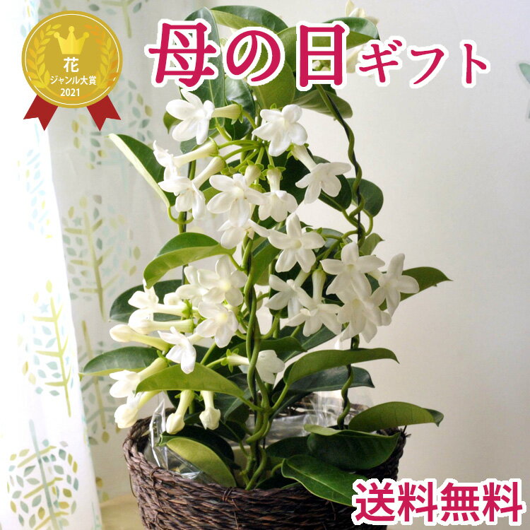 ＼遅れてごめんね／ 母の日 プレゼント おすすめ ギフト ジャスミン花鉢 ギフトかご付【鉢植え】【あす楽】ははの日 hahanohi プレゼント 贈り物 花鉢 ジャスミン いい香り ボリューム満点でお届け 2024 FKTK 北海道・沖縄・離島お届け不可