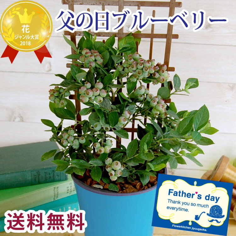 フラワーキッチン自由が丘 花の鉢植え 父の日 ギフト ブルーベリー鉢植え 5号鉢 実付き 人気の育てる贈り物ブルーベリー ベリー ギフト 贈り物 自宅用 果樹鉢 ガーデニング 実物 実付き 鉢植え 苗木 植物 送料無料（一部地域を除く）FKPP 2024