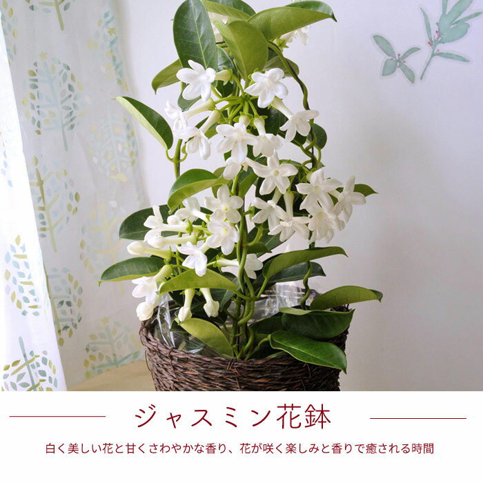 マダガスカルジャスミン お届け日のご指定はお受けできません カゴ付き Soy21年花ジャンル大賞受賞 父の日 最大85 オフ ギフト 誕生日 お祝い プレゼント 贈り物 花鉢 4号鉢 Fktk 送料無料 ジャスミン ボリューム満点でお届け かわいい白い花 離島お届け不可 沖縄