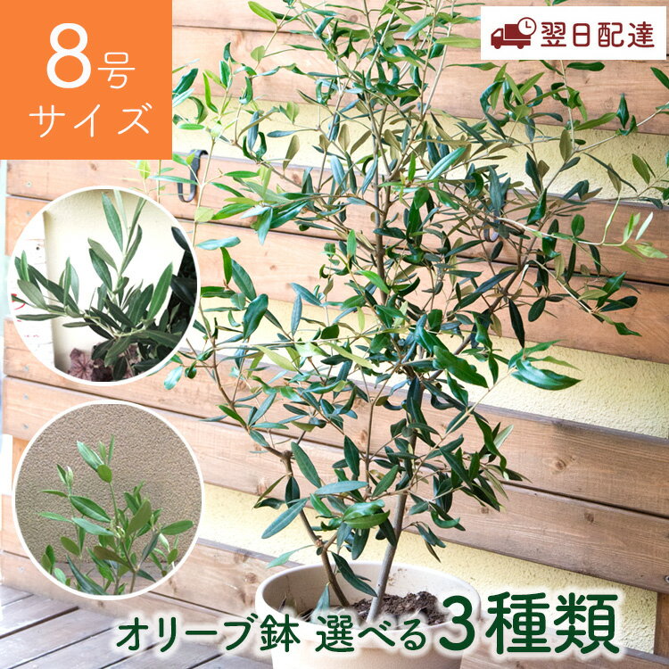 楽天市場】オリーブの木(高さ(植物)~ 70.9cm)(観葉植物 楽天市場】オリーブの木(高さ(植物)~ 70.9cm)(観葉植物