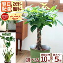 【ポイント5倍】観葉植物 パキラ 選べる 観葉 鉢植え 7号鉢 お祝い ストレリチア オーガスタ ドラセナ 選べるカゴ付 鉢カバー 受け皿付き 育てやすい 開店...
