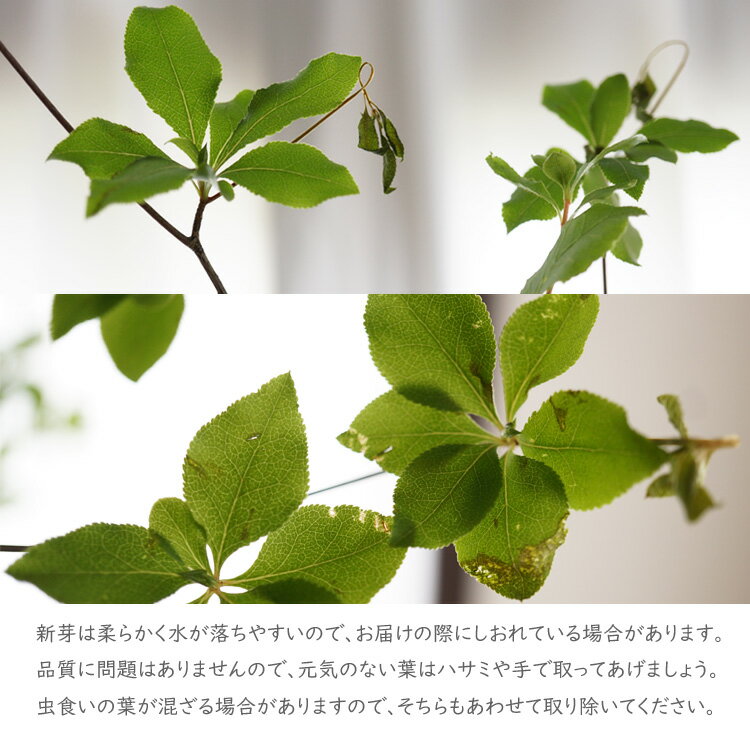 ドウダンツツジ