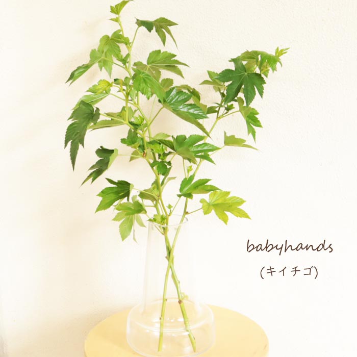 キイチゴ