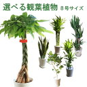 【全国送料無料】観葉植物 8号鉢 選べる観葉 育てやすい 鉢植え御祝 開店祝 開業祝 新築祝 引っ越し祝い 結婚祝 新生活 インテリア セラアート鉢 大型 開店祝い サンスベリア おしゃれ ドラセナ フィカス パキラ ギフト FKTK