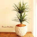 観葉植物 『ドラセナ コンシンネ 6号鉢 ジオメトリーボウル W ヤシ繊維・受け皿付』 GF3283 植物と鉢カバーのセット ギフト プレゼント 友膳 you-zen グラスファイバー 誕生日 開店祝 新築祝 引っ越し祝い 結婚祝 新生活 インテリア FKTK