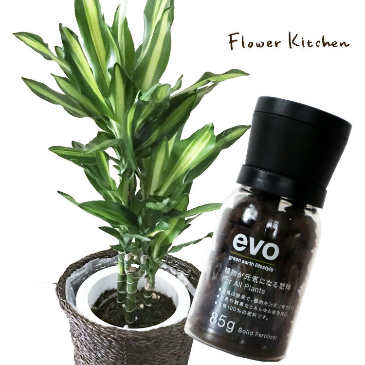 ʴաˡڿʪΥåȡۡ ɥ饻  7ȭ + evo ʪˤʤ 85g  ɥ饻  ʡ evo տʪ ͭ  ܺ ץ쥼 FKTK