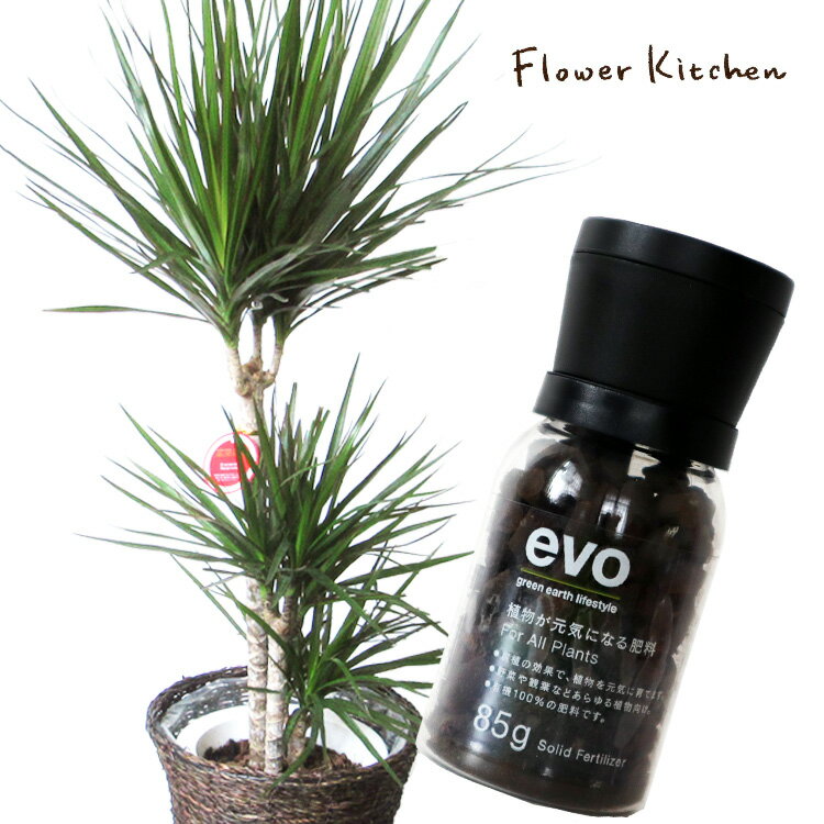 観葉 【植物と肥料のセット】 ドラセナ コンシンネ 7号鉢 + evo 植物が元気になる肥料 85g ドラセナ コンシンネ evo 観葉植物 有機混合肥料 肥料 栄養剤 プレゼント FKTK