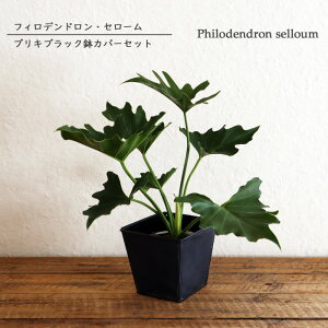 楽天市場 あす楽 観葉 セローム 3 5号 ブリキスクエア ブラック鉢 観葉植物 セローム 育てやすい テーブルサイズ御祝 開店祝 開業祝 新築祝 動物 フィギア 新生活 インテリア ギフト 送料無料 Fktk Flowerkitchenjiyugaoka 楽天市場 あす楽 観葉 セローム 3 5号 ブリキスクエア ブラック鉢 観葉植物 セローム 育てやすい テーブルサイズ御祝 開店祝 開業祝 新築祝 動物 フィギア 新生活 インテリア ギフト 送料無料 Fktk Flowerkitchenjiyugaoka