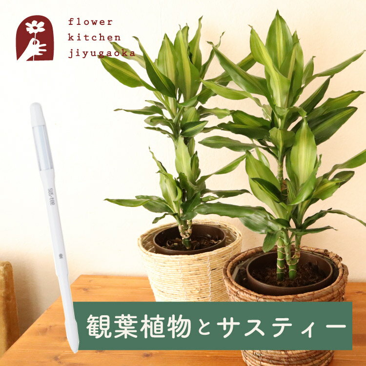 ドラセナ 【あす楽】 観葉植物 ドラセナ ジェレ 6号鉢 丸カゴ + 植物用水分計 サスティー Mサイズ(ホワイト) 水やりのタイミングが分かる 水分計 sustee 幸福の木 園芸用 育てやすい お祝い プレゼント ギフト 御祝 開店祝 開業祝 新築祝 引っ越し祝い 結婚祝 新生活 FKTK