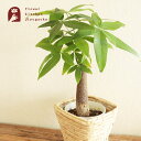 【あす楽】観葉植物 パキラ 5号 四角カゴ 鉢カバー付き観葉植物 育てやすい 鉢植え 販売 誕生日 開店 引越し祝い 新築祝い インテリア 【送料無料・一部地域...