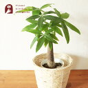 【あす楽】観葉植物 パキラ 5号 丸カゴ 鉢カバー 受け皿 付き観葉植物 育てやすい 鉢植え 販売 誕生日 開店 引越し祝い 新築祝い インテリア 【送料無料・一部地域を除く】植物 グリーン ギフト 法人 最強配送 FKTK