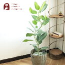 観葉植物 曲がり仕立て フィカス ベンガレンシス オードリー 7号 北欧スタイル ローグコルン 鉢カバー ゴムの木 育てやすい 鉢植え 誕生日 開店 引越し祝い 新築祝い インテリア 【送料無料】植物 グリーン ギフト 法人 最強配送 FKTK
