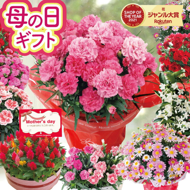 ＼5/1にお値段上がります！／ 母の日 カーネーション プレゼント 花 ギフト 鉢植え...