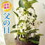 あす楽 \遅れてごめんね/ 父の日プレゼント 贈り物 花鉢 マダガスカルジャスミン 4号鉢 マダガスカルジャスミン いい香り かわいい白い花 花鉢 送料無料 ボリューム満点でお届け 2021 御祝 お祝い プレゼント ギフト FKPP 沖縄県・離島お届け不可