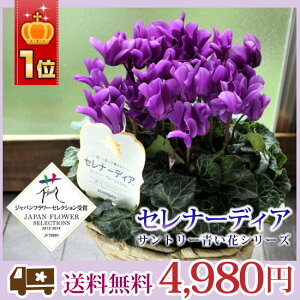【送料無料】セレナーディア青系シクラメンサントリー青い花シリーズ