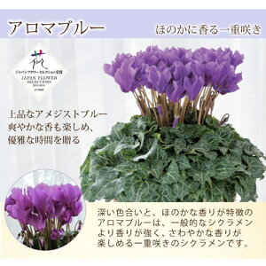 アロアブルー【送料無料】セレナーディア青いシクラメン
