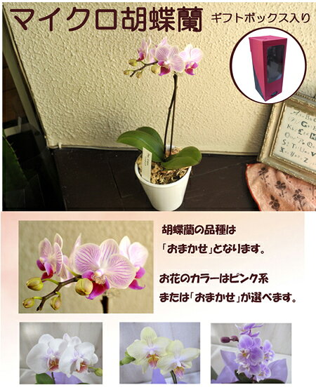 産地直送の花ギフト【マイクロ胡蝶蘭　ギフトボックス入り】【A-141】椎名洋ラン園こだわりの胡蝶蘭 高級コチョウラン【送料無料】お祝い/誕生日/還暦/卒寿/米寿/白寿/記念日/お礼/挨拶/記念品/お歳暮/お中元/プレゼント/贈り物/花 ギフト 敬老の日 flowerkitchen-10003973 FlowerKitchenJIYUGAOKA サンプル画像3