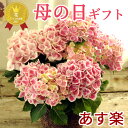 あじさい 花の鉢植え ＼まだ間に合う！ポイント5倍！5月4日19:59まで／ 母の日 母の日 プレゼント アジサイ おすすめ ギフト おまかせピンクあじさい5号鉢【紫陽花】【鉢植え】【あす楽】母の日 ははの日 hahanohi 花鉢 プレゼント 送料無料 日時指定不可 【北海道・沖縄・離島お届け不可】FKTK